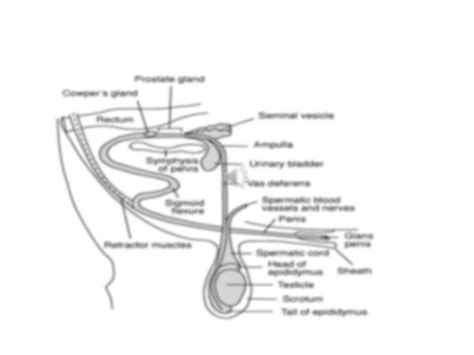 Bull Reproductive System