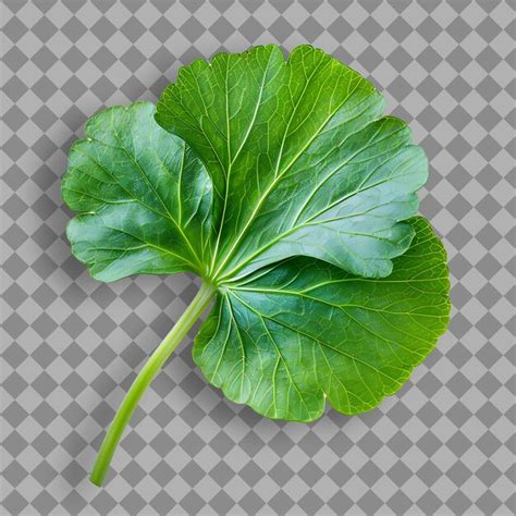 A green leaf of a parsley leaf is shown on a checkered background ...