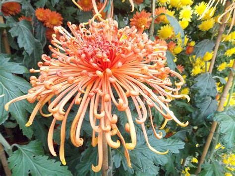 Spider Mum Plants at Taylah Cayley blog