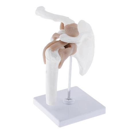 1:1 Life Size Human Shoulder Joint with Ligament Model Teaching Tools ...