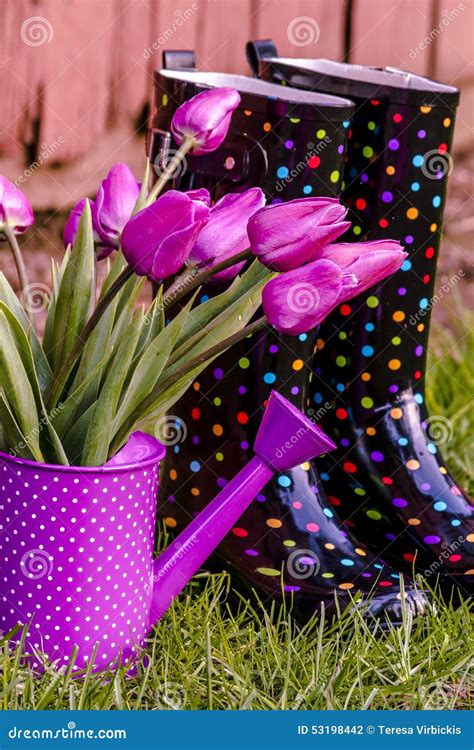 Woodburn Oregon Tulip Fields Stock Photo - Image of easter, florist ...