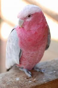 Image result for Free Bird Funny