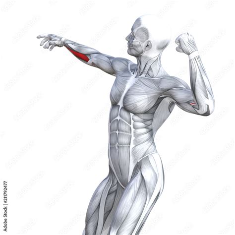 Image result for Muscle Model Chest Anatomy