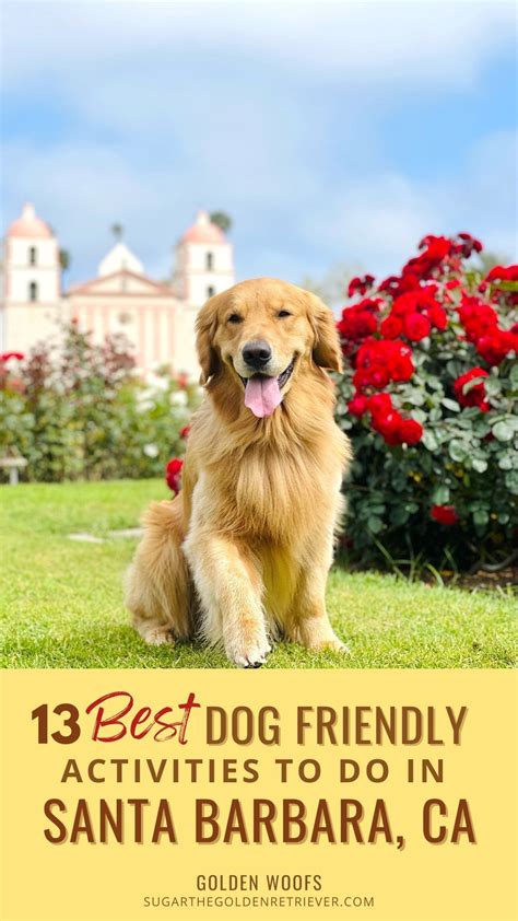 13 Best Dog Friendly Activities To Do In Santa Barbara, CA - Golden ...