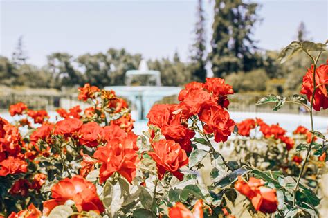 16 Municipal Rose Garden Ideas To Consider | SharonSable