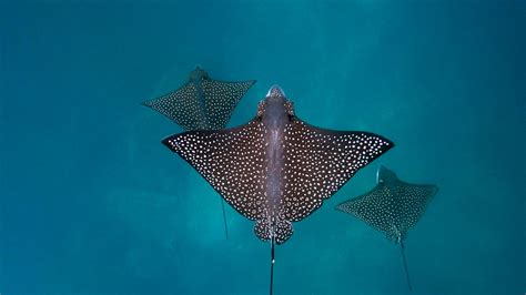 Bing Daily Wallpaper | Bing Daily Wallpaper