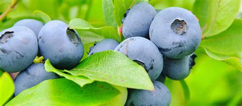 Kuvatulokset haulle Kulturheidelbeeren