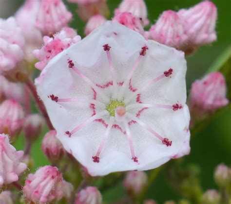 Mountain laurel | Identify that Plant