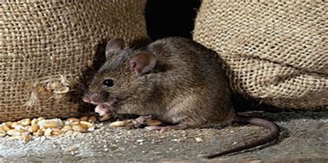 家里老鼠是怎么形成的 - 业百科