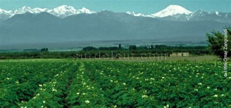 Argentina Agriculture 的图像结果