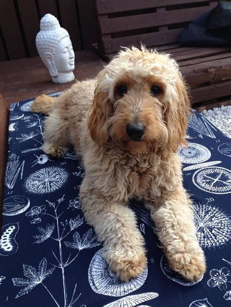 Image result for Apricot Cockapoo Adult