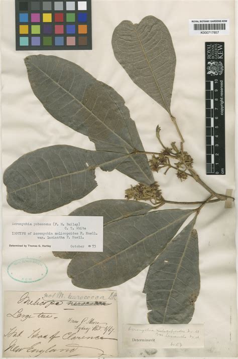 Acronychia pubescens (F.M.Bailey) C.T.White | Plants of the World ...