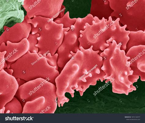 Cell Under Microscope: Over 21,898 Royalty-Free Licensable Stock Photos ...