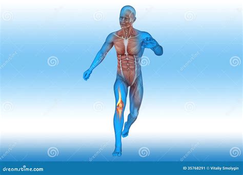 Knee, Anatomy, Bones stock illustration. Illustration of medical - 35768291