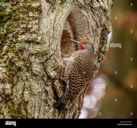 A male Red Shafted Flicker, or Northern Flicker, patiently constructing ...