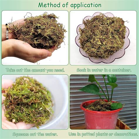Buy Hamiledyi Reptile Sphagnum Moss Dried Forest Moss Crawling Pet ...