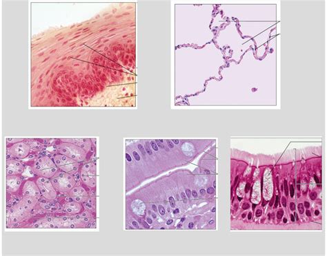 Epithelial Tissues Quiz