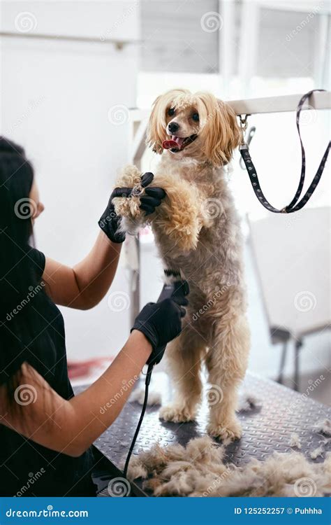 Dog Hair Cut. Groomer Grooming Dog with Trimmer at Pet Salon Stock ...