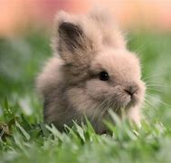 Image result for Pictures of Rabbits and Bunnies