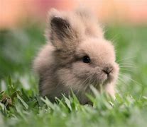 Image result for Really Cute Baby Bunny
