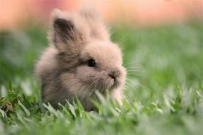 Image result for Really Cute Baby Bunny