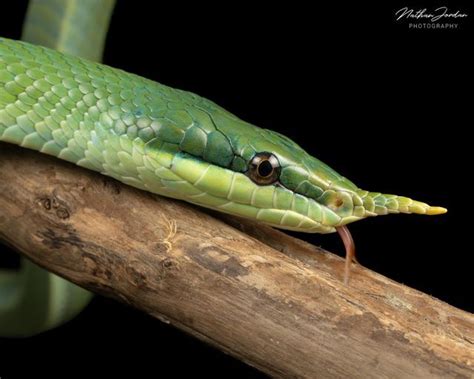 Amazon Tree Python 的图像结果