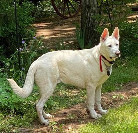 Large german shepherd – Artofit