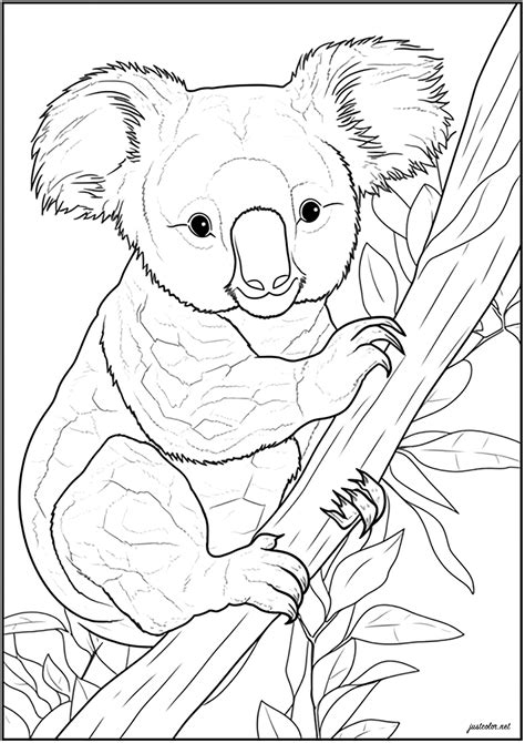 Printable Koala Coloring Pages - udlvirtual.esad.edu.br
