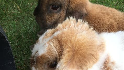 Secrets to Effective Rabbit Bonding - Everbreed