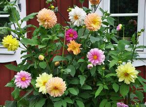 WILLVINE LXI-53 Mix Color Rare Dahlia Seeds Seed Price in India - Buy ...