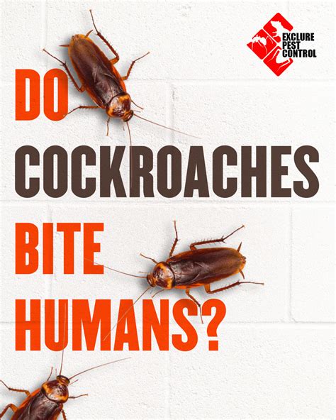 DO COCKROACHES BITES HUMANS? on Behance