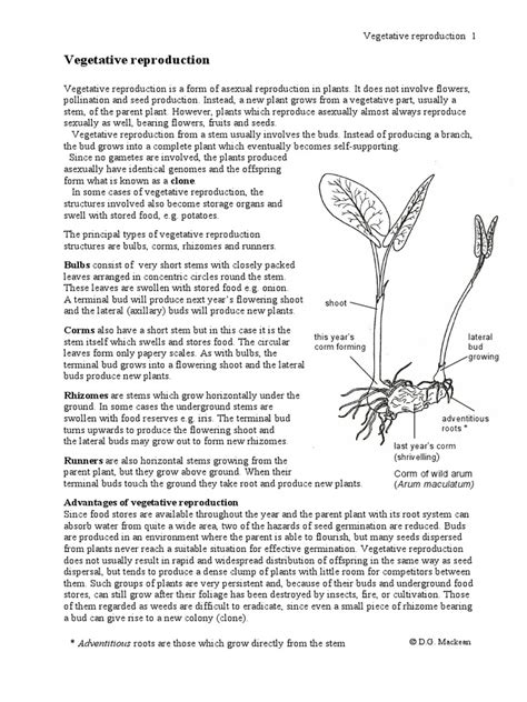 Plants VR 01 Vegetative Reproduction | PDF | Reproduction | Plant Morphology