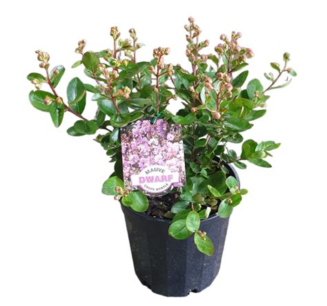 Lagerstroemia Mauve Dwarf Crepe Myrtle 200mm | The Garden Feast