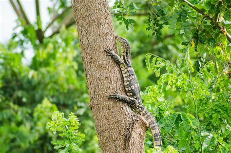 Image result for Monitor Lizard Running Speed