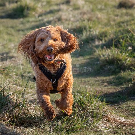 Image result for Cockapoo Running