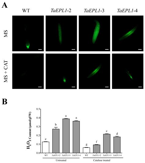 Expression of EPL1 from Trichoderma atroviride in Arabidopsis Confers ...