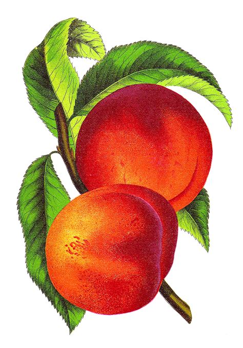 Vintage Peach Illustration Alberta from Vintage Seed Catalog, | Clip ...