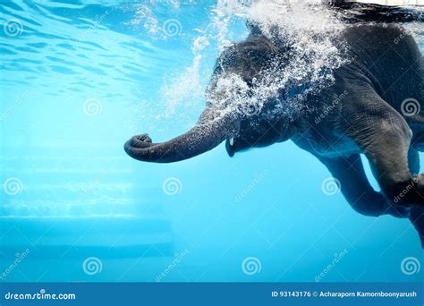Elephant Swimming Photography