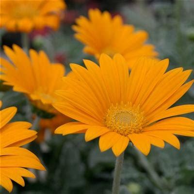 Creative Farmer Flower Seeds : Daisy Flower Bellis Mixed Plant Seeds ...