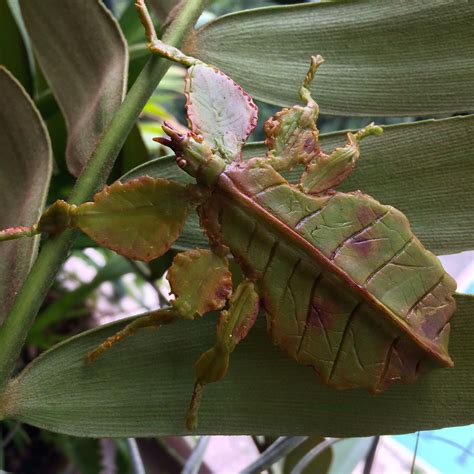 Leaf insect (Phylliidae) made Yenji toy clay | Plant leaves, Leaves, Plants
