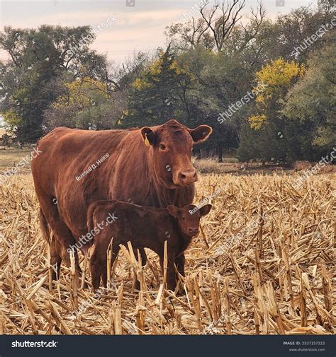 Composite Red Angus Cow Calf Pair Stock Photo 2537157223 | Shutterstock
