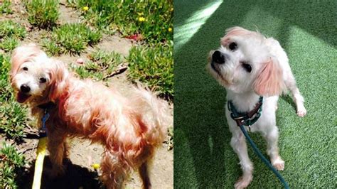 Image result for Dogs Getting Abused