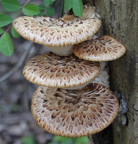 pheasant back mushroom - The Mellow Italian LLC