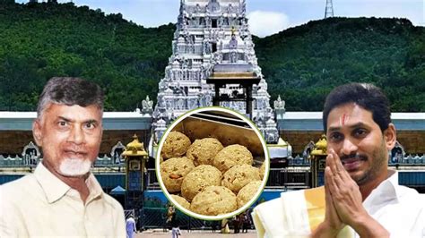Tirupati laddu Issue: तिरुपती मंदिरातील लाडूंमध्ये प्राण्यांची चरबी ...