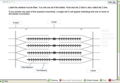 Image result for Muscle Fiber Z-Line