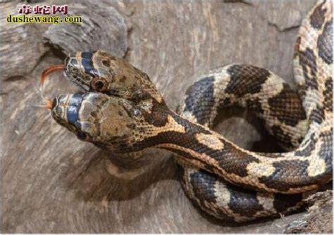 双头动物的双头蛇形成原因及图片欣赏_双头蛇/两头蛇_毒蛇网