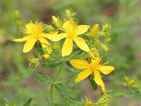 Cultivo, cuidados y propiedades medicinales del hipérico o hierba de San Juan