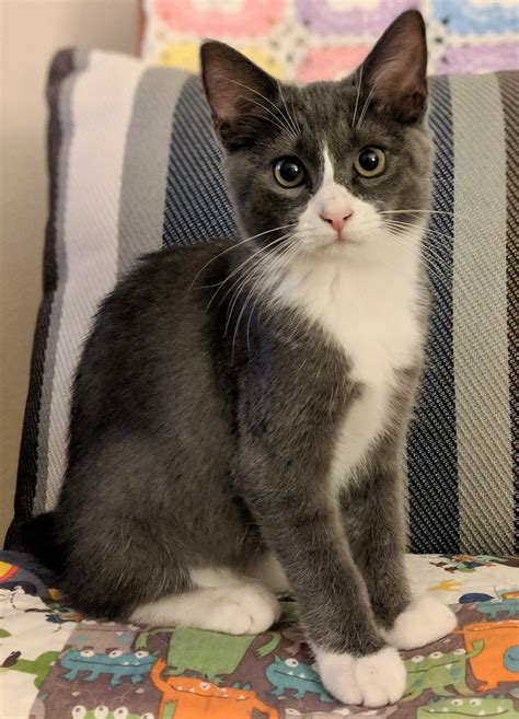 Are Grey Tuxedo Cats Rare at Lucy Gardiner blog