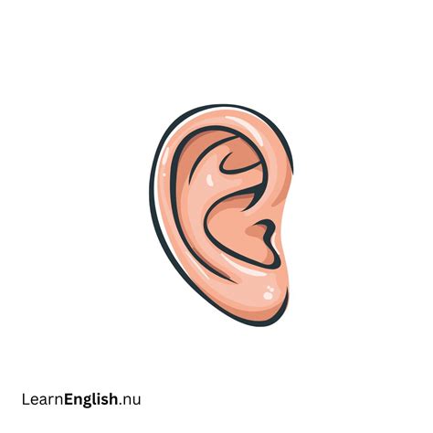 Parts of the Head in french - learn french