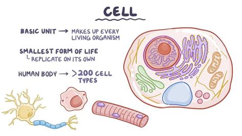 Image result for Cellular Structure and Function